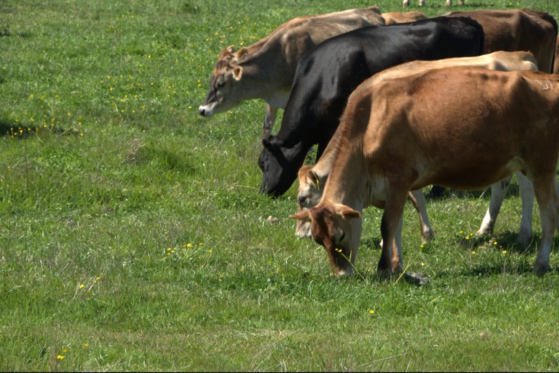 Grazing Cattle